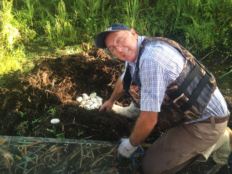 Daniel Marking Alligator Eggs Prior To Removal To Hatchery