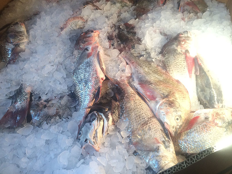 Salt Water Black Drum