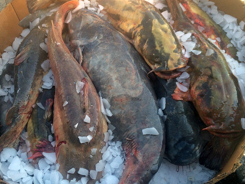 Fresh Caught Catfish
