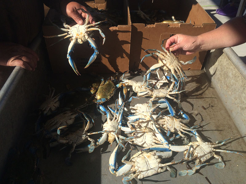 Boxing Fresh Live Crabs