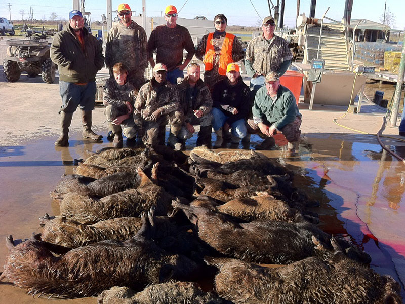 Feral Hog Removal Team