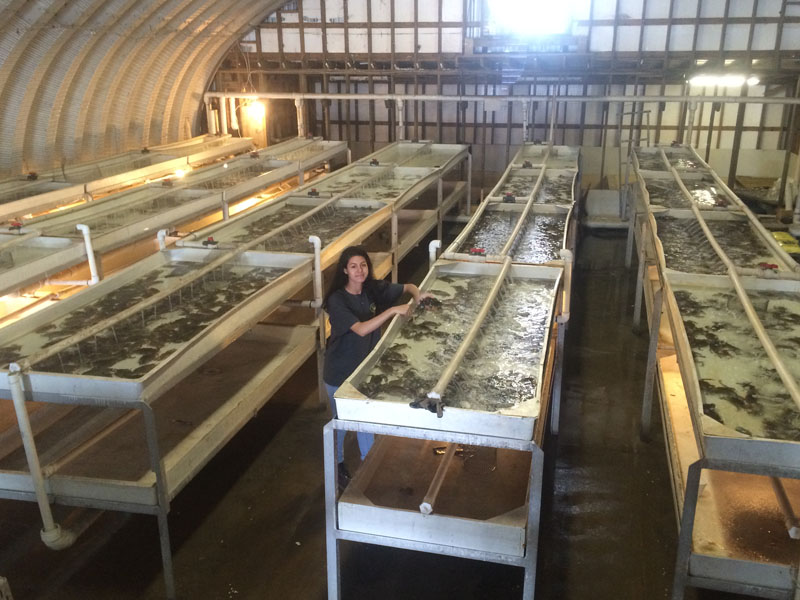Caylin Tending The St. Mary Seafood Soft Shell Crab Operation