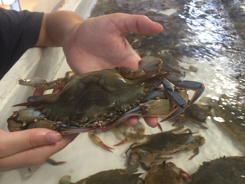 Soft Shell "Whalers" - Call For Availability